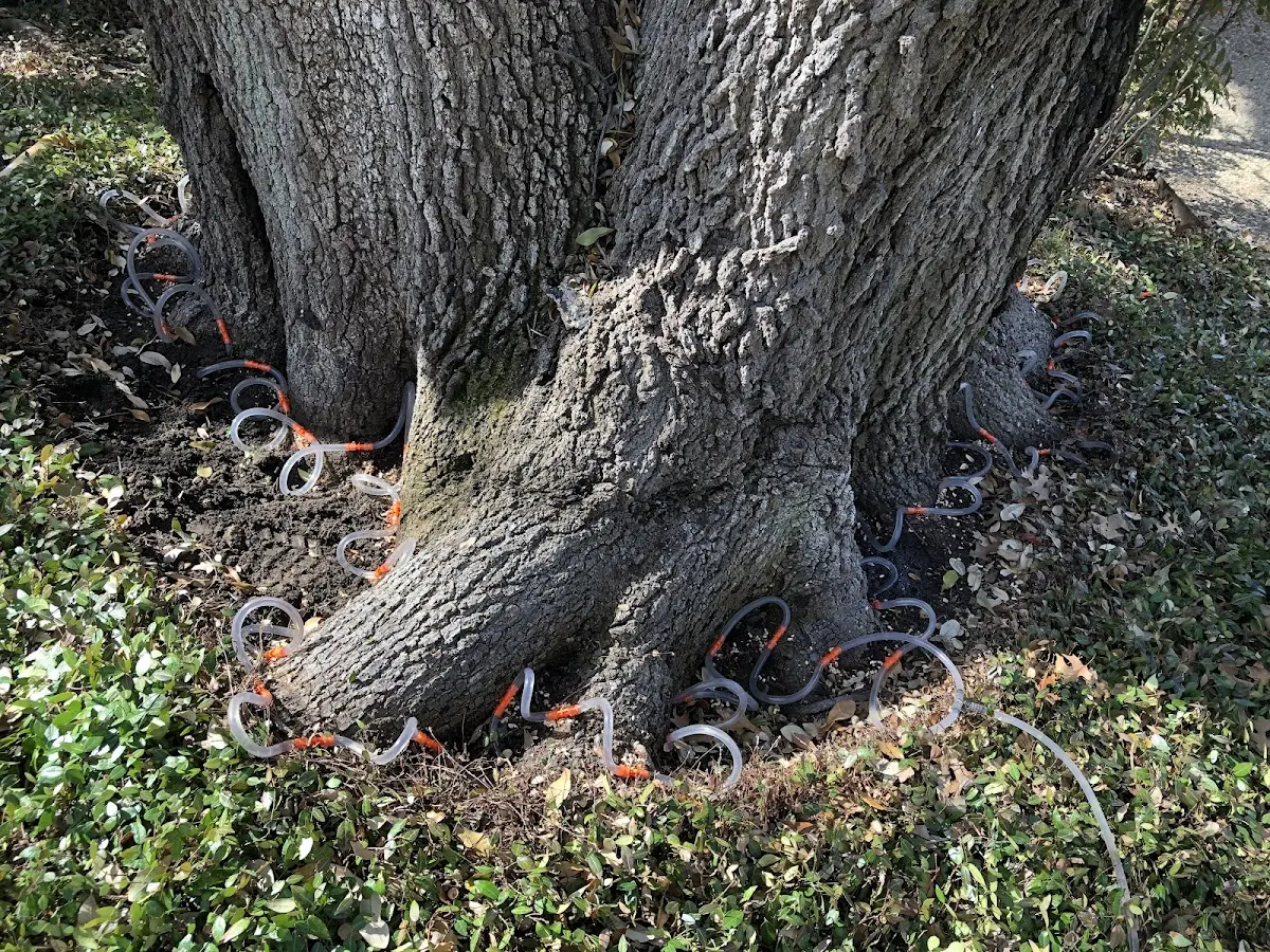 Detailed Shrub and Hedge Trimming job site in Aubrey