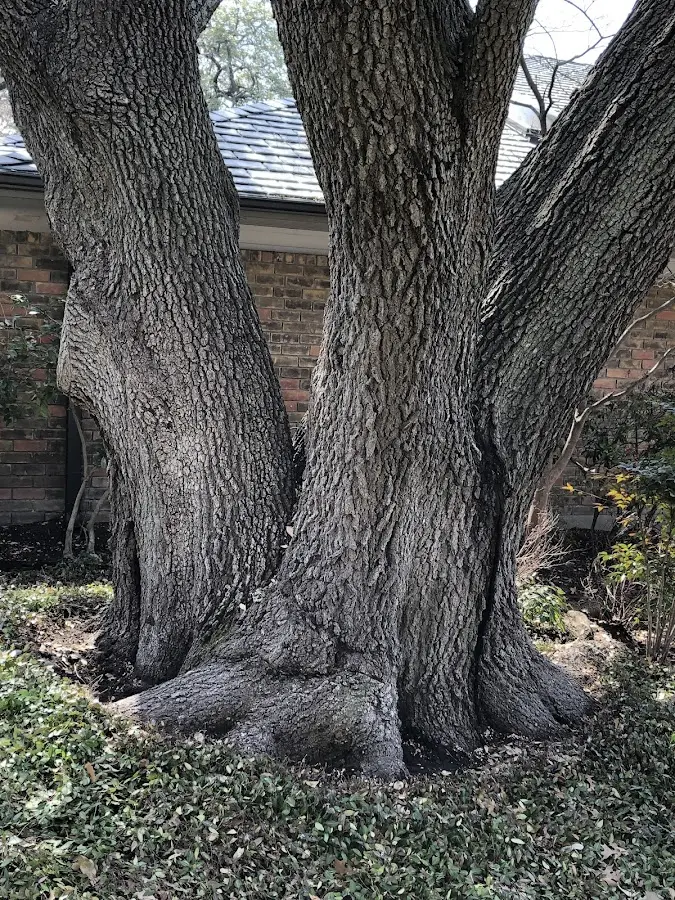 Mature heritage tree close to a Aubrey property cared for by certified arborists